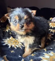 Layla, a female Pomeranian and Yorkshire Terrier for sale in Chesterfield, MI – Photo 5 of 10