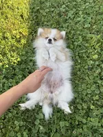 Diva, a female Pomeranian for sale in Chesterfield, MI – 4 of 5