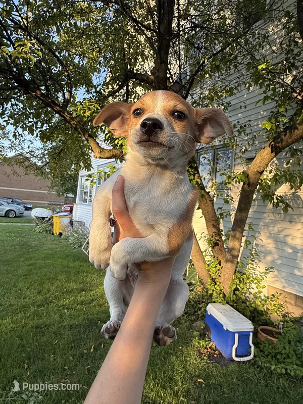 Jimmy – Jack Russell Terrier, Chihuahua puppy for sale in Chesterfield, MI