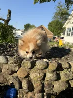 Diva, a female Pomeranian for sale in Chesterfield, MI – 2 of 5