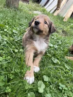 Dolly, a female Collie and German Shepherd Dog for sale in Chesterfield, MI – 6 of 7