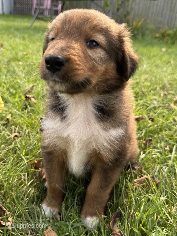 Bruno – Collie, German Shepherd Dog puppy for sale in Chesterfield, MI