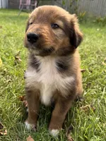 Bruno, a male Collie and German Shepherd Dog for sale in Chesterfield, MI – 1 of 10