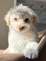 casper, a male Pomeranian and Poodle - Miniature  for sale in Chesterfield, MI – 4 of 9