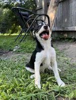 Larry, a male Chihuahua for sale in Chesterfield, MI – 2 of 9