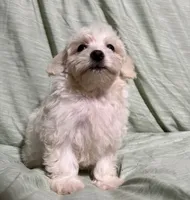 Stella, a female Poodle - Miniature  for sale in Chesterfield, MI – 7 of 8