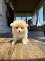 Rico fuz, a male Pomeranian for sale in Chesterfield, MI – 10 of 10