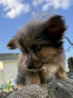 Saint, a male Yorkshire Terrier and Toy Australian Shepherd for sale in Chesterfield, MI – 3 of 9