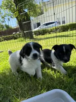 Doug, a male Chihuahua and Yorkshire Terrier for sale in Chesterfield, MI – 2 of 6