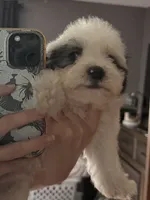Otto, a male Poodle - Miniature  for sale in Chesterfield, MI – 7 of 10