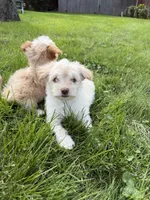 Casper, a male Pomeranian and Poodle - Miniature  for sale in Chesterfield, MI – 6 of 10