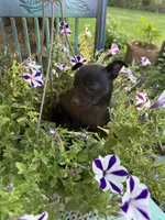 Meat bone, a male Chihuahua for sale in Chesterfield, MI – 5 of 9