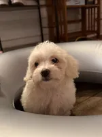 Stella, a female Poodle - Miniature  for sale in Chesterfield, MI – 6 of 8