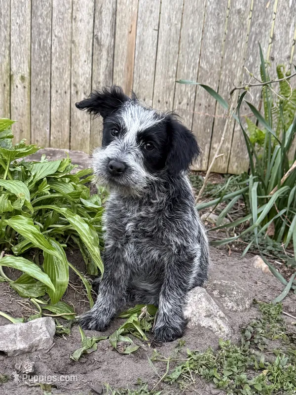Sammy – Australian Cattle Dog, Poodle - Miniature  puppy for sale in Chesterfield, MI