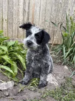 Sammy, a female Australian Cattle Dog and Poodle - Miniature  for sale in Chesterfield, MI – 1 of 10