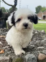 Otto, a male Poodle - Miniature  for sale in Chesterfield, MI – 9 of 10