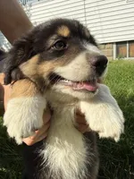 Stella , a female Australian Shepherd for sale in Chesterfield, MI – 2 of 9