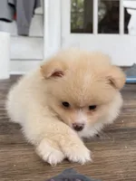 Rico fuz, a male Pomeranian for sale in Chesterfield, MI – 3 of 10