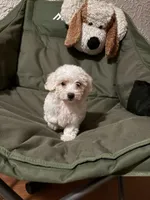 Stella, a female Poodle - Miniature  for sale in Chesterfield, MI – 5 of 8