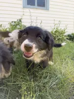 Ashley, a female Australian Shepherd and Bernese Mountain Dog for sale in Chesterfield, MI – 5 of 9
