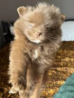 Bentley fuzBunz, a male Pomeranian for sale in Chesterfield, MI – 5 of 10