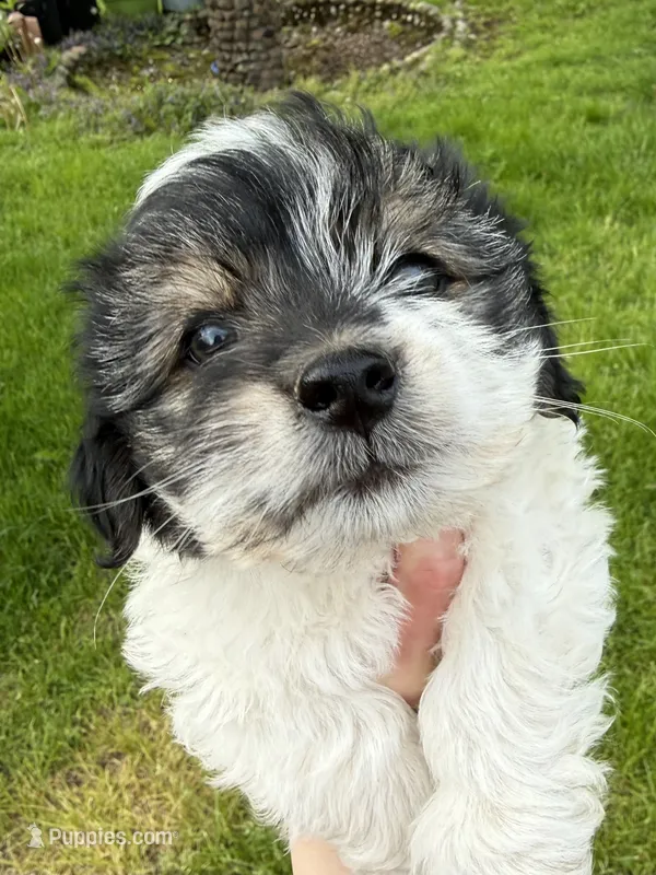 Snoopy – Chihuahua, Yorkshire Terrier puppy for sale in Chesterfield, MI