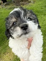 Snoopy, a male Yorkshire Terrier for sale in Chesterfield, MI – 3 of 9