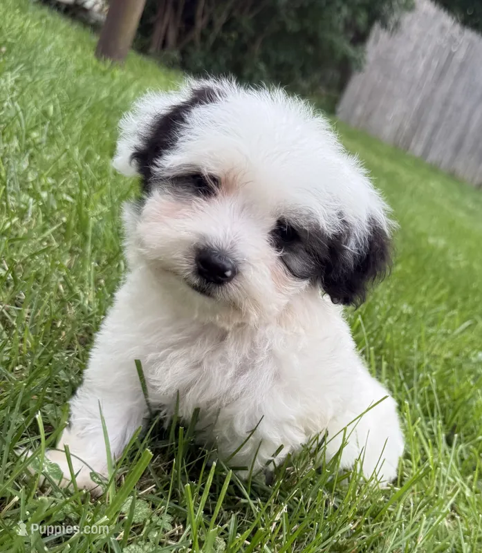 Otto, a male Poodle - Miniature  for sale in Chesterfield, MI – 1 of 10