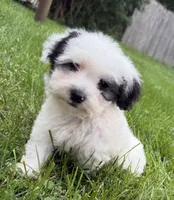 Otto, a male Poodle - Miniature  for sale in Chesterfield, MI – 1 of 10