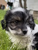 Snoopy, a male Yorkshire Terrier for sale in Chesterfield, MI – 2 of 9
