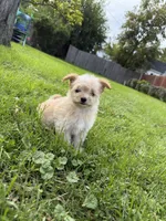 Oogie, a female Pomeranian and Poodle - Miniature  for sale in Chesterfield, MI – 6 of 10