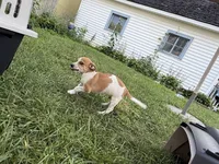 Jimmy, a male Jack Russell Terrier and Chihuahua for sale in Chesterfield, MI – 8 of 10