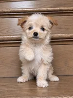 Oogie, a female Pomeranian and Poodle - Miniature  for sale in Chesterfield, MI – 3 of 10