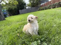 Oogie, a female Pomeranian and Poodle - Miniature  for sale in Chesterfield, MI – 10 of 10