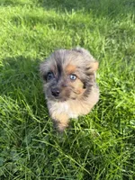 Saint, a male Yorkshire Terrier and Toy Australian Shepherd for sale in Chesterfield, MI – 9 of 9
