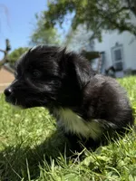 Baby toothless, a male Australian Shepherd and Yorkshire Terrier for sale in Chesterfield, MI – 8 of 10