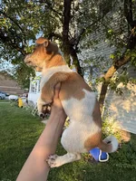 Jimmy, a male Jack Russell Terrier and Chihuahua for sale in Chesterfield, MI – 5 of 10