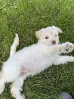 Casper, a male Pomeranian and Poodle - Miniature  for sale in Chesterfield, MI – 8 of 10
