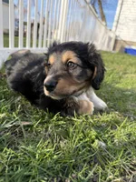 Dexter, a male Beagle and Dachshund for sale in Chesterfield, MI – Photo 7 of 7