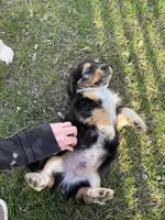 Dexter, a male Beagle and Dachshund for sale in Chesterfield, MI – Photo 6 of 7