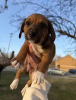 Echo, a male Beagle and Dachshund for sale in Chesterfield, MI – Photo 5 of 8