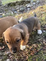 Echo, a male Beagle and Dachshund for sale in Chesterfield, MI – Photo 4 of 8