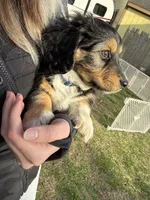 Dexter, a male Beagle and Dachshund for sale in Chesterfield, MI – Photo 5 of 7