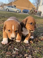 Echo, a male Beagle and Dachshund for sale in Chesterfield, MI – Photo 6 of 8