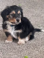 Dexter, a male Beagle and Dachshund for sale in Chesterfield, MI – Photo 3 of 7