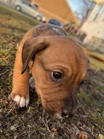 Echo, a male Beagle and Dachshund for sale in Chesterfield, MI – Photo 3 of 8