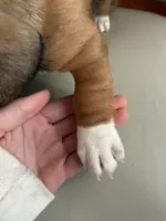 Echo, a male Beagle and Dachshund for sale in Chesterfield, MI – Photo 2 of 8