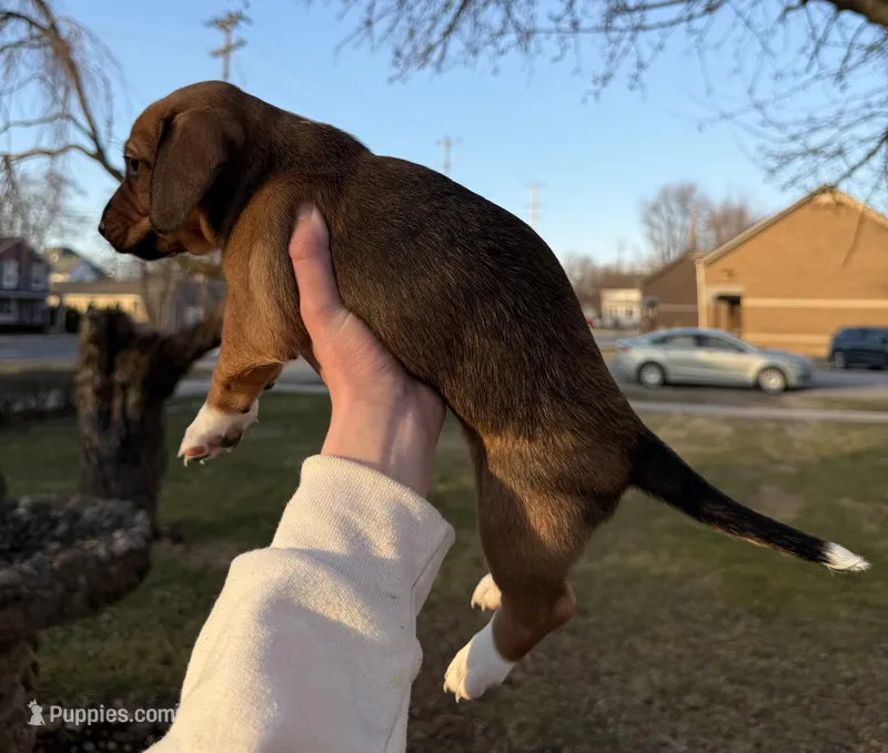 Echo – Beagle, Dachshund puppy for sale in Chesterfield, MI
