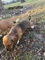 Echo, a male Beagle and Dachshund for sale in Chesterfield, MI – Photo 8 of 8