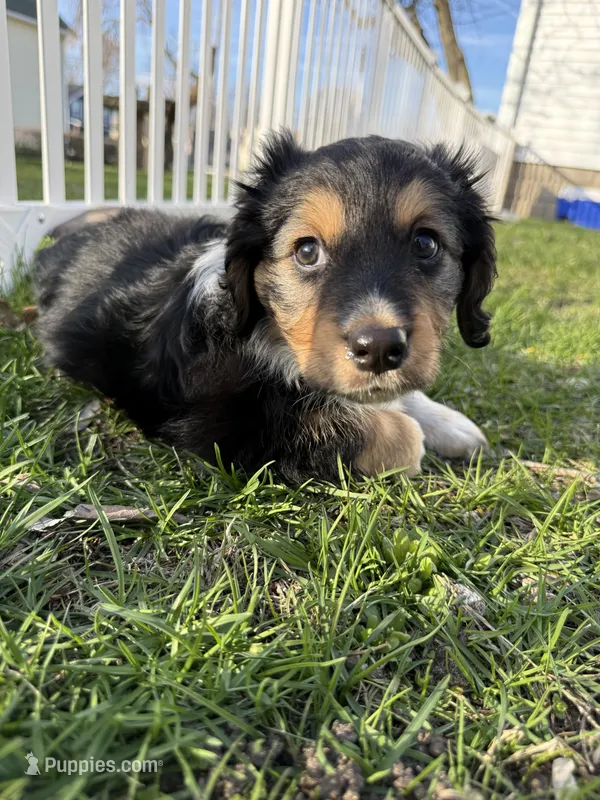 Dexter – Beagle, Dachshund puppy for sale in Chesterfield, MI
